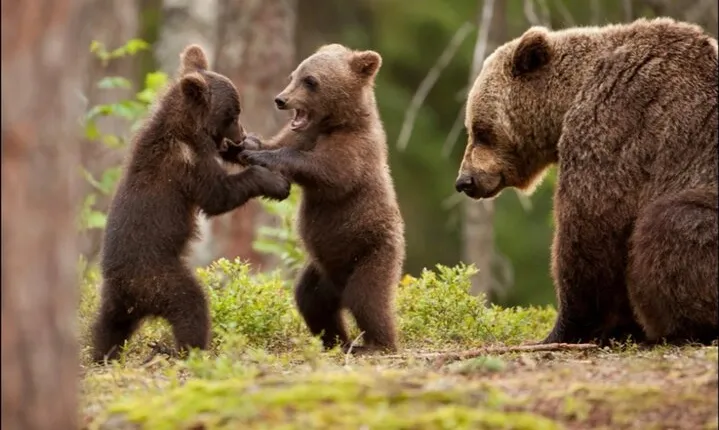 Small-group max 7 - Bears Safari on Top Gear Road -Transfăgărășan