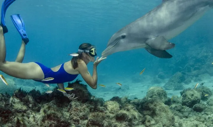 Snorkeling Trip with Dolphin at Samadai by VIP Boat-Marsa Alam