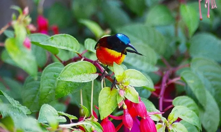Bird Watching Doi Inthanon