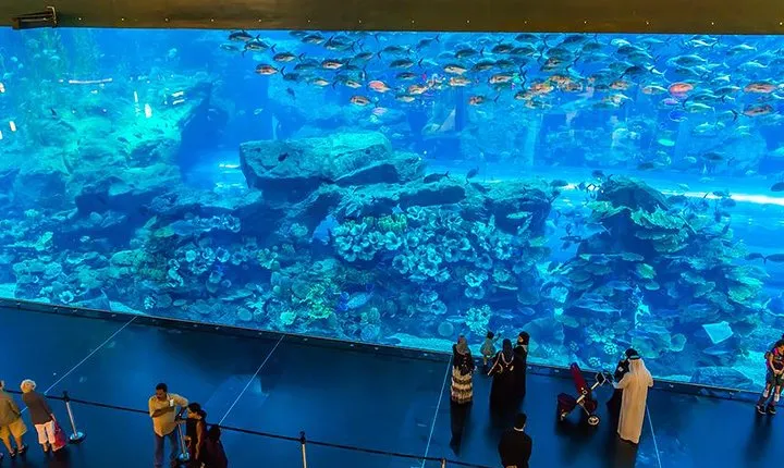 Dubai Mall Aquarium & Underwater Zoo with Penguin Cove Tickets