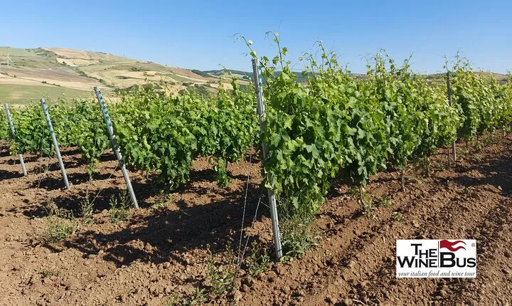 Private Vulture Wine Tour from MATERA with sommelier