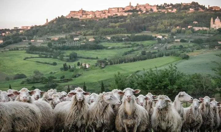 Montepulciano and Pienza Tuscany Wine&Cheese Fullday from Rome