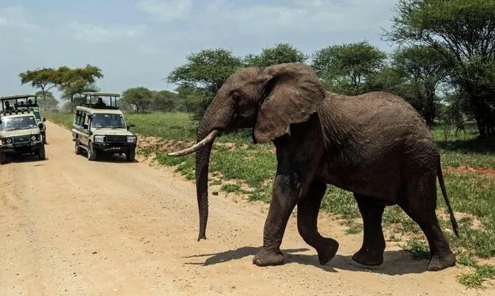 Day Tour To Amboseli National Park From Nairobi