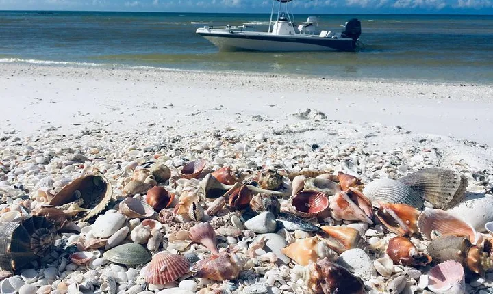 Shelling Tours - Fort Myers Beach / Naples
