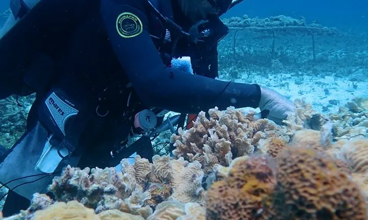 PADI AWARE Coral Reef Conservation Specialist Scuba Course