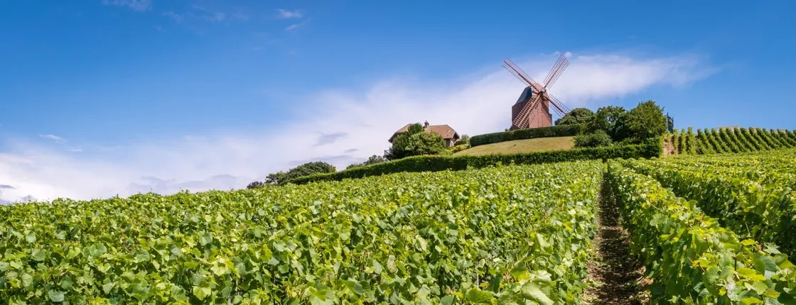 Full-day tour of the Champagne region