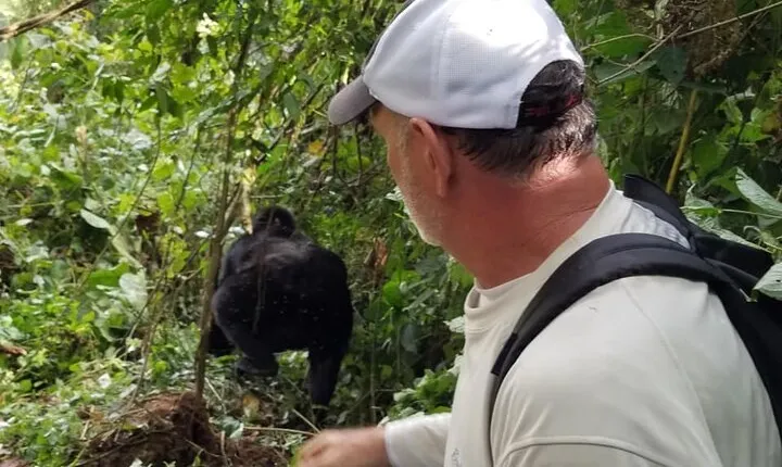 4 Days Gorilla and Chimps trek safari