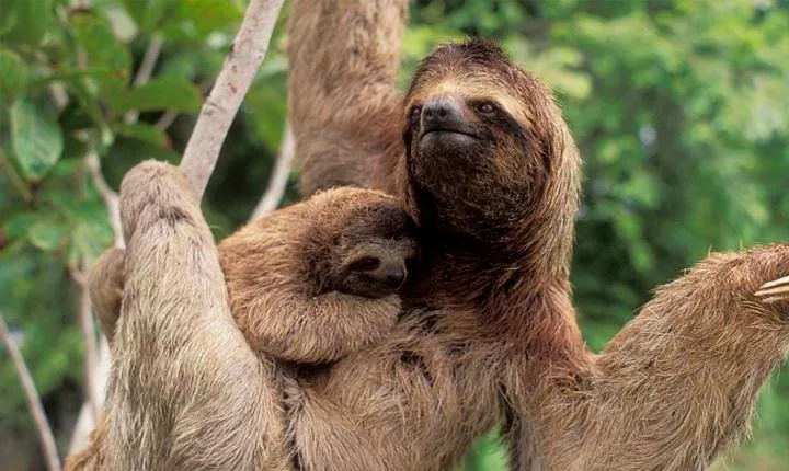 Manuel Antonio National park, PRIVATE day tour from jaco