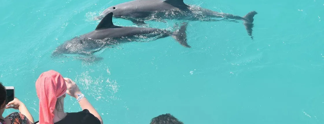 Key West dolphin watch and snorkeling sunset cruise