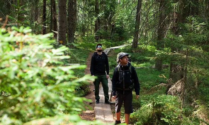 Magical Taiga Forest Hike with Lunch and Transportation