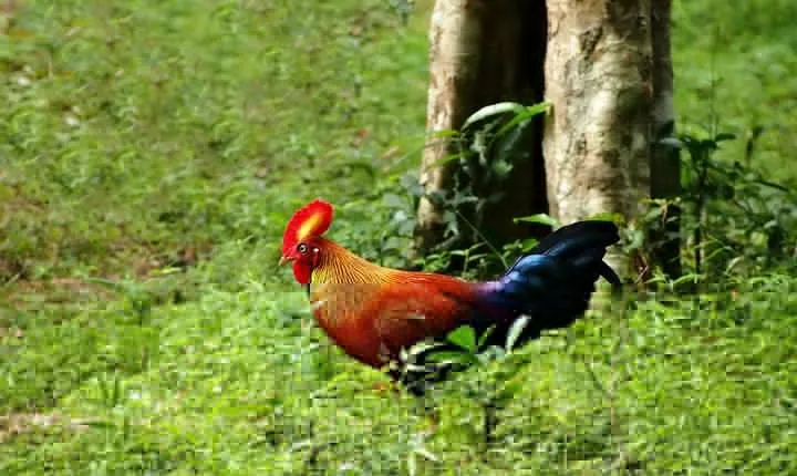 Day Tour to Wilpattu National Park from Bentota