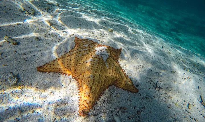 Amazing snorkeling full-day tour to Cozumel Cielo Starfish Reef