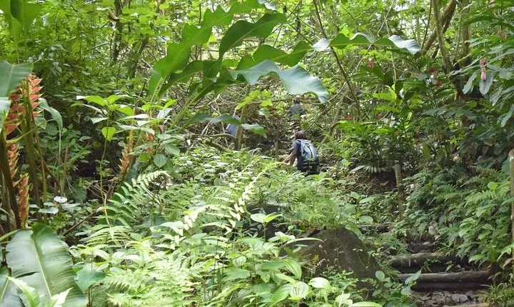 Natureworld St. Lucia hiking trail