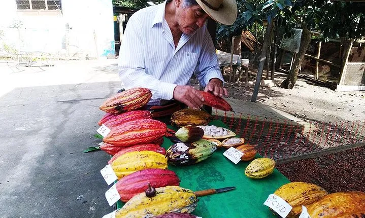 2-Day Cacao Tour in Cusco Jungle – Learn & Harvest with Experts