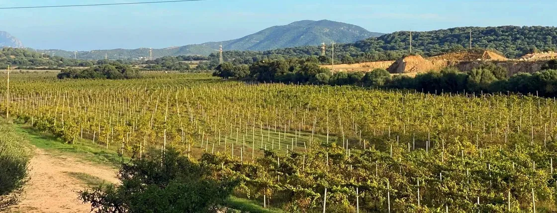 Olbia Wine Tour by Tuk-Tuk