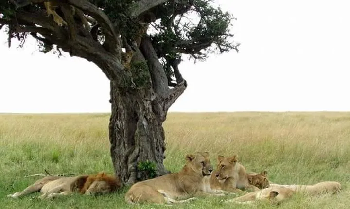 6 Days Kenya Classic Safari