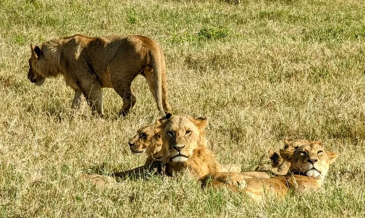 5 Days Tsavo east & Amboseli exploring from Mombasa/Diani/watamu