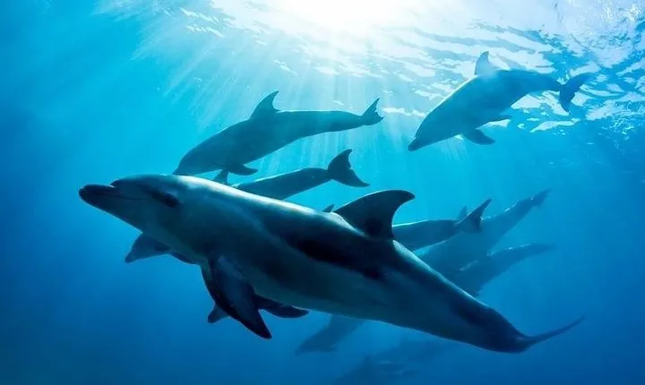 3 hour Dolphin and Seal Swim (NOV-APR)