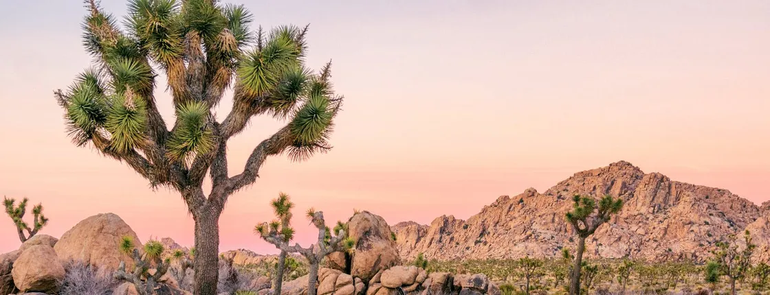 Joshua Tree National Park self-driving audio tour