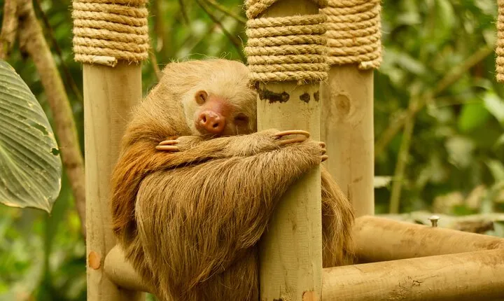 Selvatura Sloth Habitat 