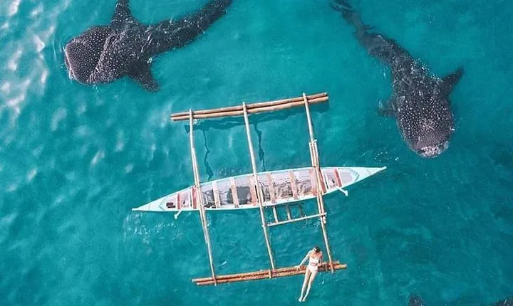 Whale Shark & Tumalog Falls & Sumilon Sandbar & Pescador Island with Sardines