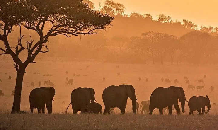 serengeti, ngorongoro & tarangire 5days private tour
