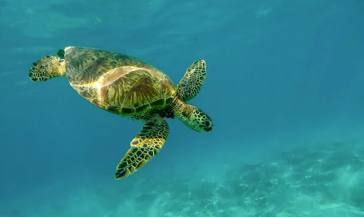 Private Turtle encounter + Cenote Adventure! Express Tour 
