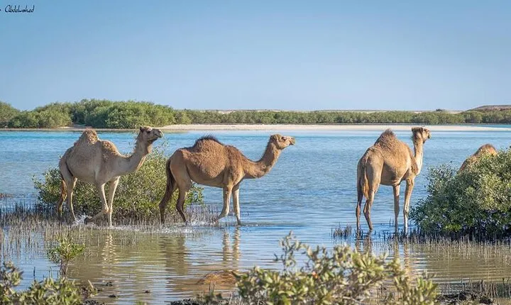 Private Day Tour To Wadi El Gamal National Park From Marsa Alam