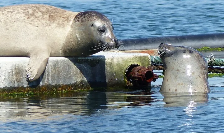 Zeeland seal Beach safari NL/DE
