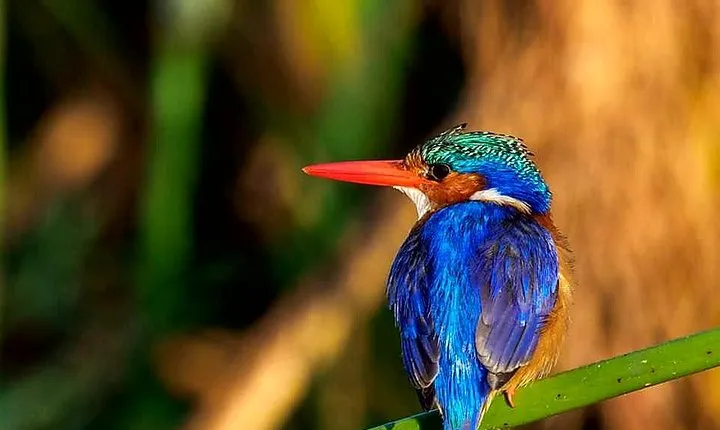 6 Days Private Safari Tanzania