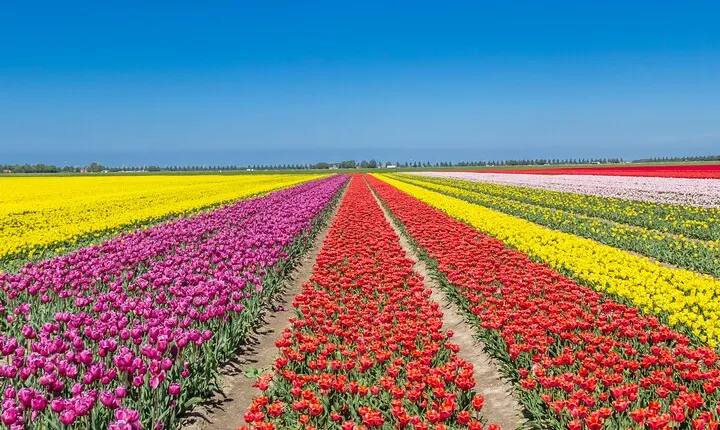 Day Trip to Famous Tulip Route in Noordoostpolder From Amsterdam