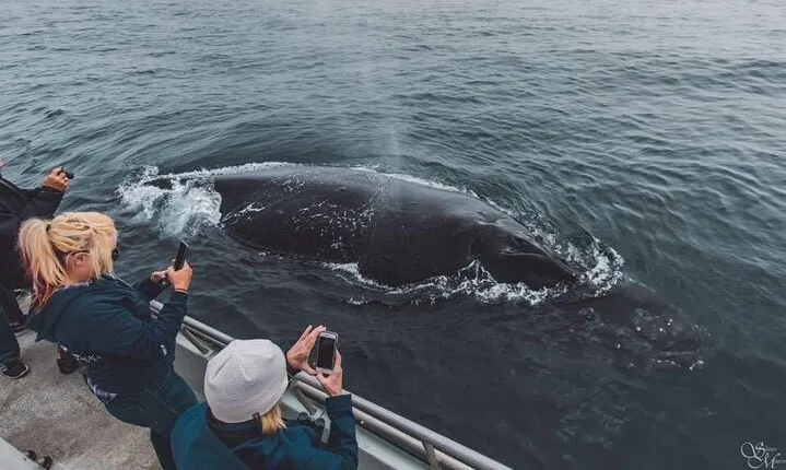 Afternoon Whale Watch