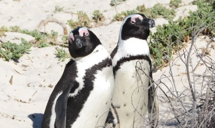 The Cape Peninsula Tour and Good Hope From Cape Town