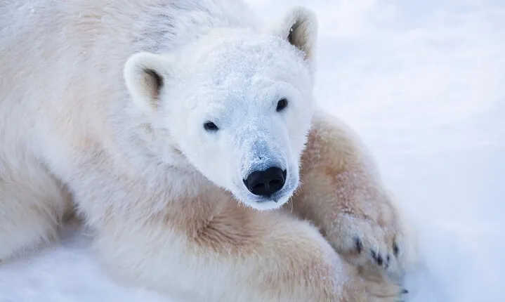 Ranua Wildlife Park Day : Visit the Arctic Animals!