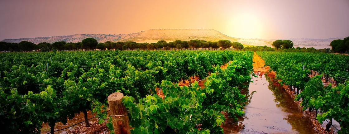 Ribera del Duero wine tour and tasting from Madrid