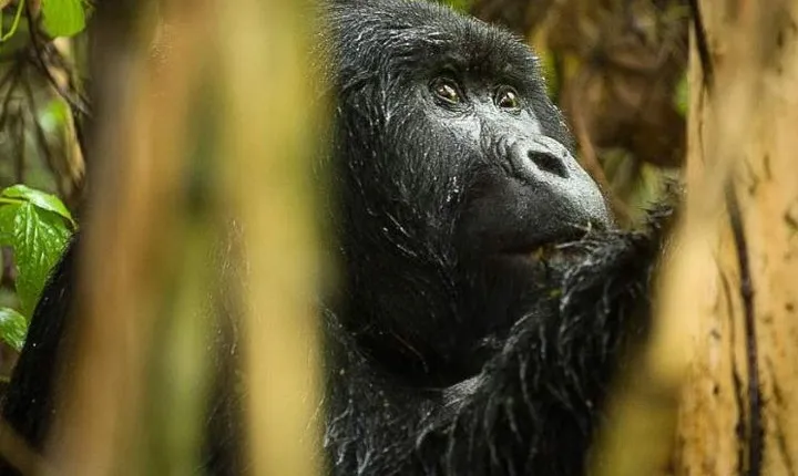 3-Day Tour to Uganda - Gorilla Trekking Bwindi Forest