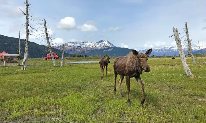 Anchorage to Seward Wildlife Adventure