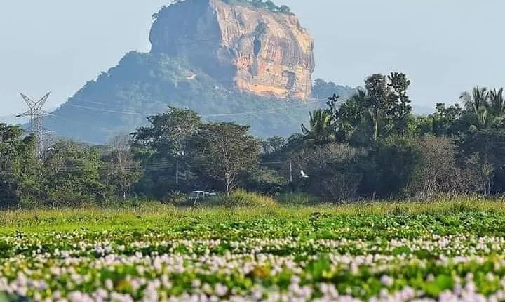 Sigiriya Wonders & Kaudulla Safari Journey