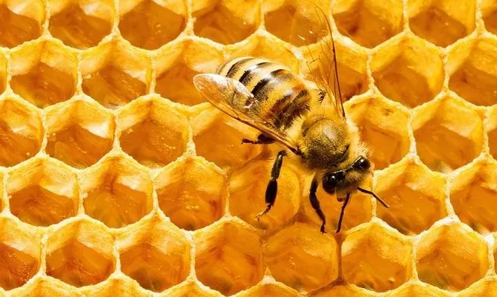 Big Bee farm Pattaya ( Entry & Return Transfers)