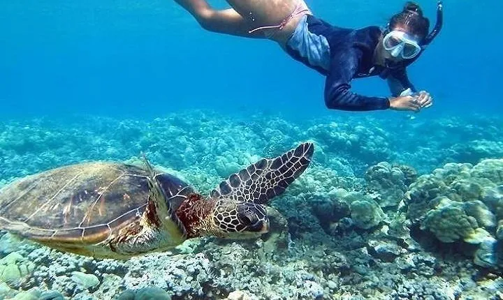 North Shore Circle Island Adventure Including Snorkeling with the Turtles