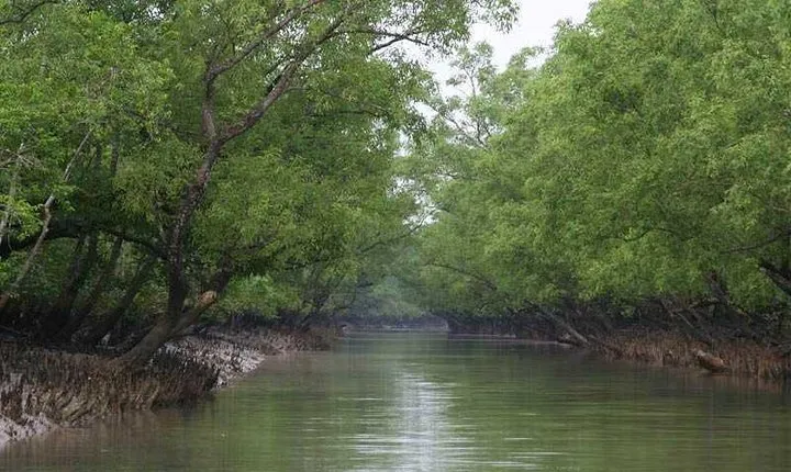 Sunderban Safari: In Search of Bengal Tigers