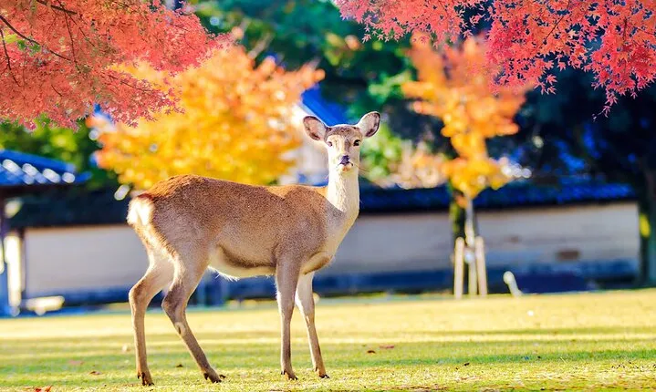 Kyoto and Nara UNESCO Highlights Full-day Tour From Osaka