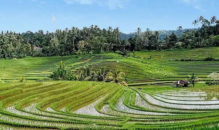Private Tour The Beauty of Jatiluwih Rice Terrace