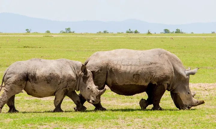 2-Day Ol Pejeta Conservancy Safari