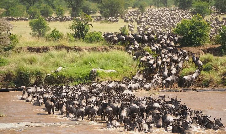 8 Day Spectacular Migration Serengeti mid -Range Tanzania Safari