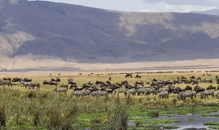 Ngorongoro Crater Day Trip
