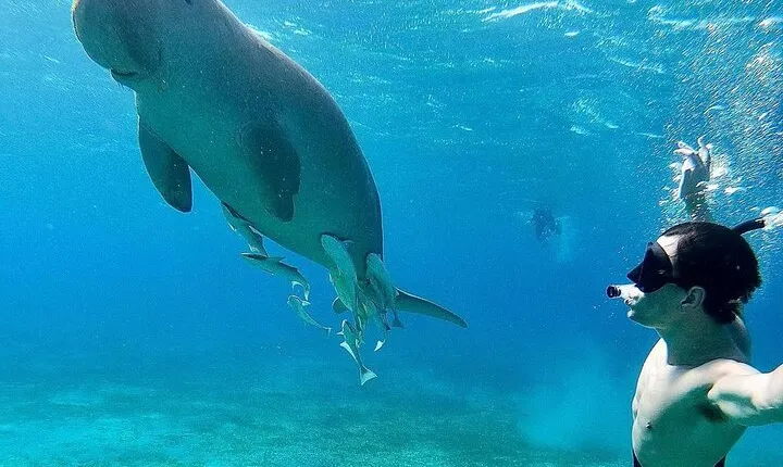 Marsa Mubarak Snorkeling with Dugongs & Turtles From Marsa Alam 