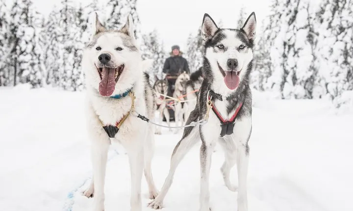 Be a musher! Husky tour into the arctic wilderness