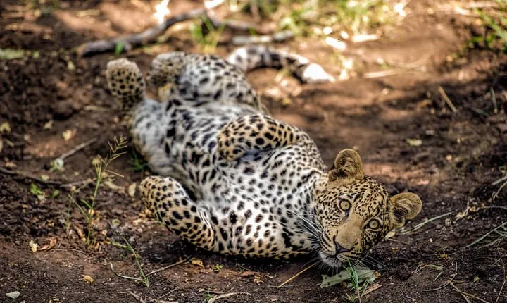 6 Days Luxury Northern Tanzania Safari
