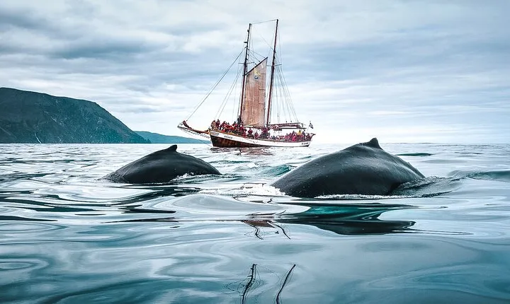 Whale Watching on a Traditional Oak Sailing Ship from Husavik